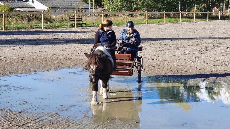 Två glada personer kör häst och vagn över en stor vattenpöl. Hästen är mindre, brun och vit.